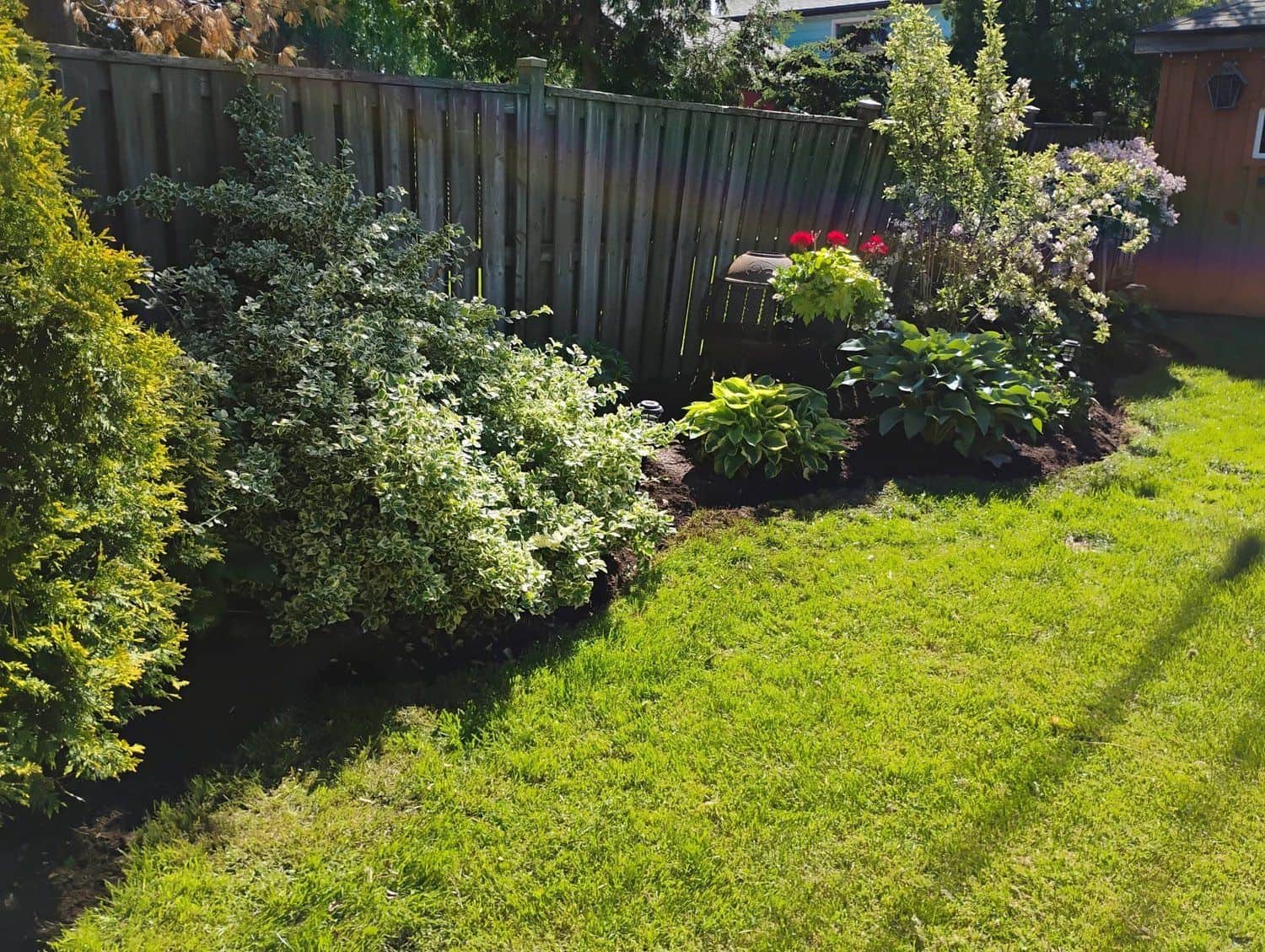 Backyard garden bed with shrubs and mulch along a clean lawn edge